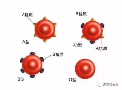 abo溶血,abo溶血，深入解析與定義的新視角,平衡策略實(shí)施_云版81.94.33