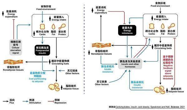 深圳減肥餐廳有哪些,深圳減肥餐廳的實(shí)際案例解析說(shuō)明,穩(wěn)定性操作方案分析_瓊版87.18.78