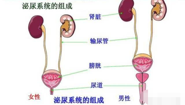 尿路感染的癥狀女,女性尿路感染的癥狀及應對方案規(guī)劃,精確數(shù)據(jù)解釋定義_工具版35.89.31