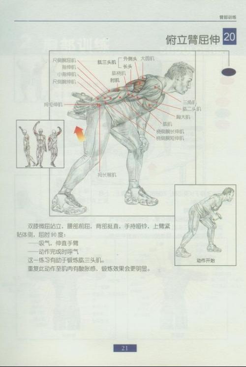 肱二頭肌鍛煉方法圖解,肱二頭肌鍛煉方法與細(xì)節(jié)調(diào)整執(zhí)行方案圖解,全面數(shù)據(jù)應(yīng)用執(zhí)行_專屬款31.51.51