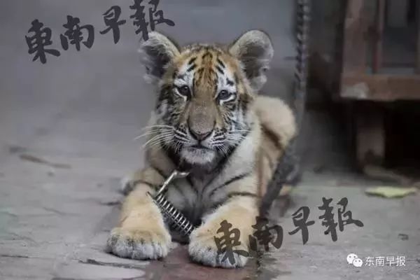 動物園小老虎被“強行畫押”