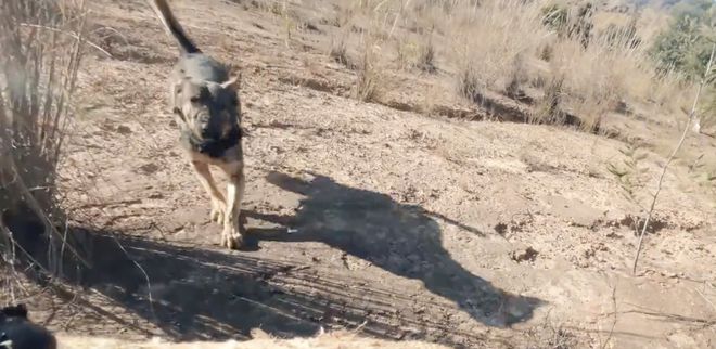 警犬被通報(bào)：上班死氣沉沉到處尿尿