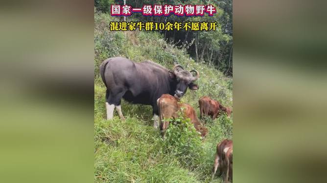 野牛混進家牛群10余年趕不走