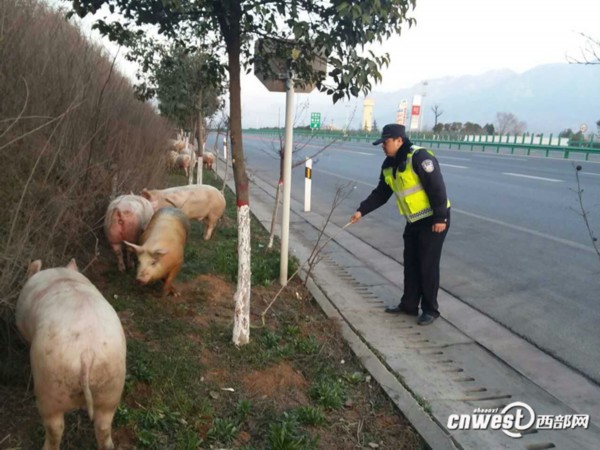 運(yùn)豬車被撞側(cè)翻 二師兄馬路上撒歡