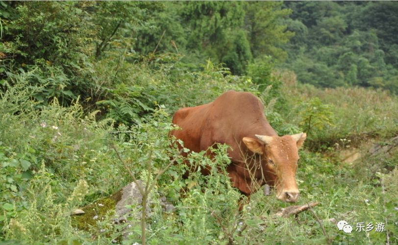 小牛掉水溝 母牛哀鳴向旁人求助