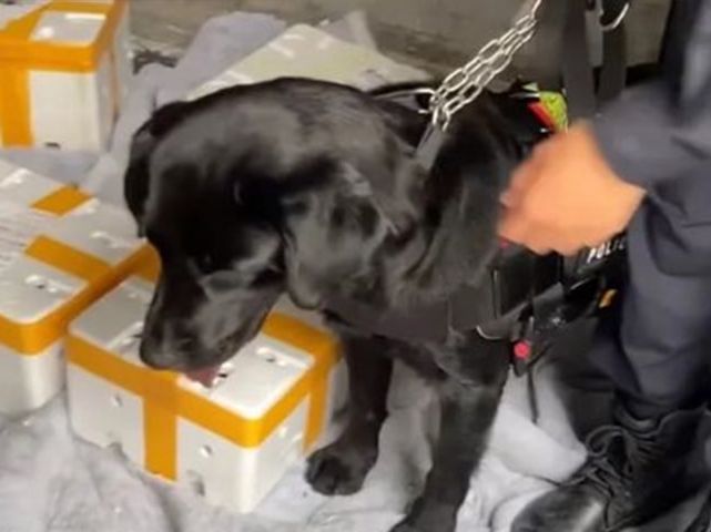 4只警犬上班沒精神被通報