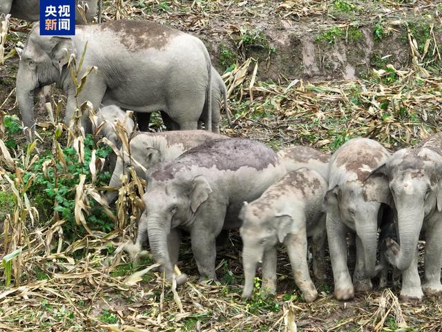 云南一果園遭象群破壞