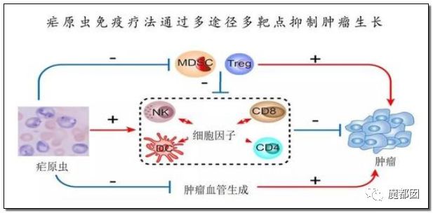 美國(guó)研究發(fā)現(xiàn)針對(duì)惡性瘧原蟲(chóng)的新抗體