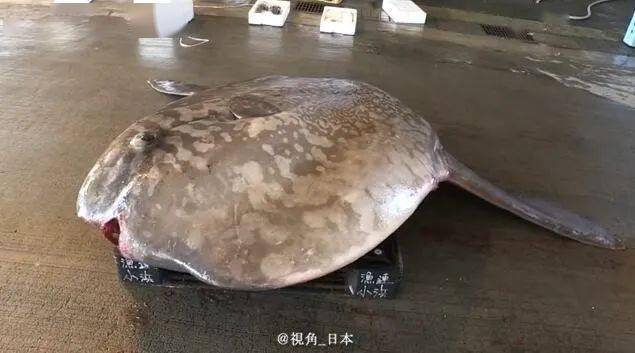 黃大仙今晚必開一肖,日本水族館翻車魚因沒游客自閉