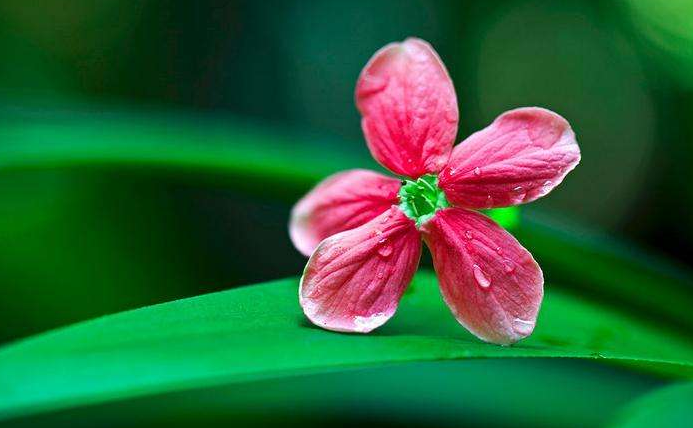 最準(zhǔn)一肖三期出一肖,洛陽為《國色芳華》提供12000株花