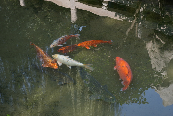 香港四九圖庫開獎(jiǎng)直播,趵突泉“豬鯉”減肥失敗