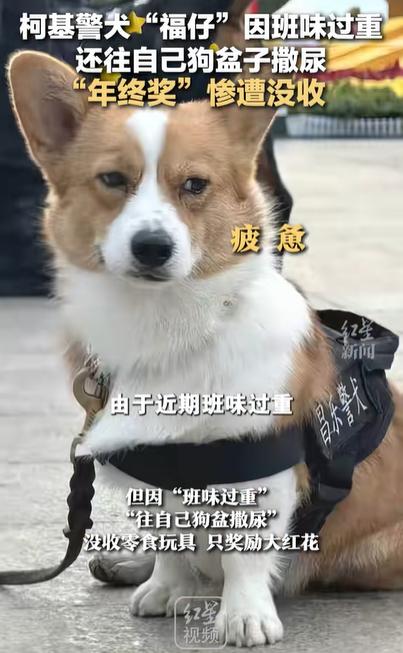 一馬一肖開獎(jiǎng)結(jié)果,警犬因“班味過重”慘遭沒收年終獎(jiǎng)