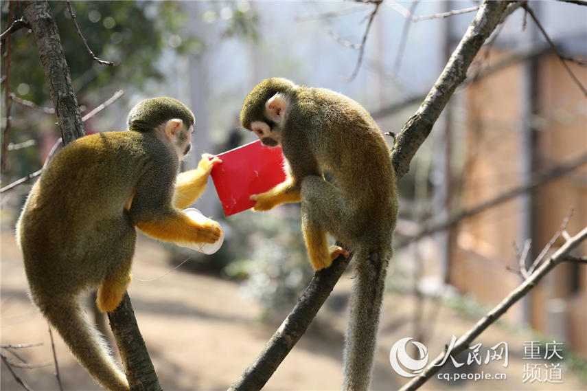 管家婆大三巴123資料,重慶動物園金絲猴吉吉去世