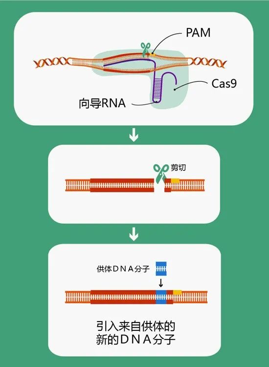 新澳門最長的一肖是多少期末出,徐志勝家基因有多強大